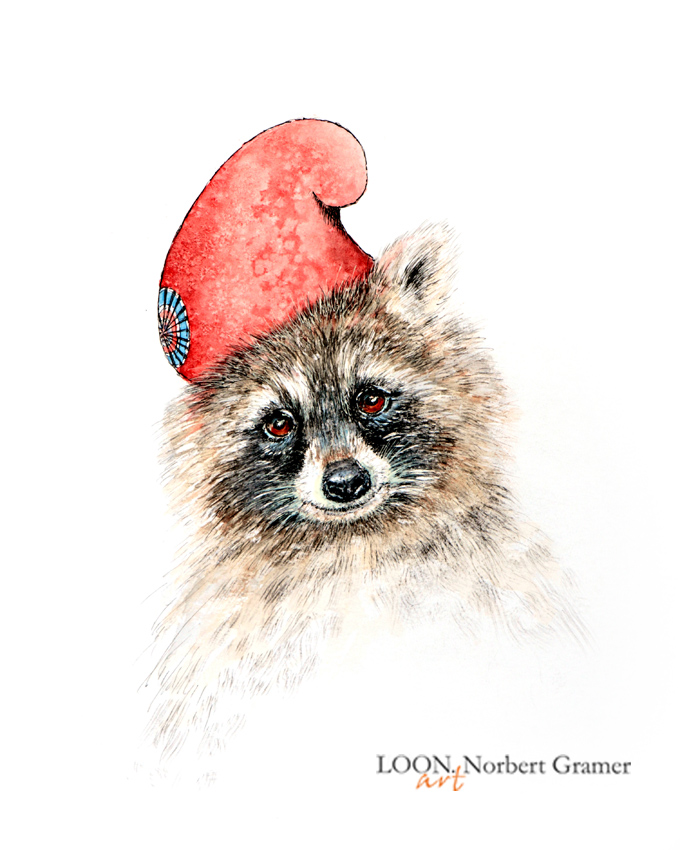 Procyon lotor phryger, 2026